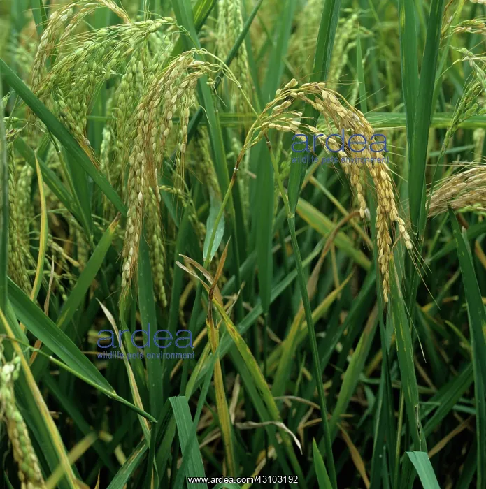 : Rice neck & ear blast (Pyricularia grisea) : Rice neck & ear blast (Pyricularia grisea)
