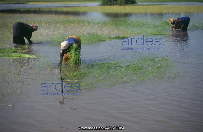 : Rice, Oryza sativa : Rice, Oryza sativa