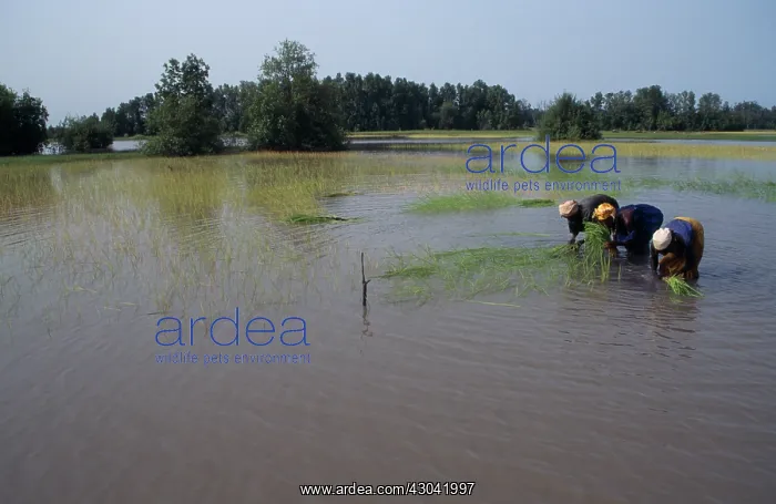 : Rice, Oryza sativa : Rice, Oryza sativa