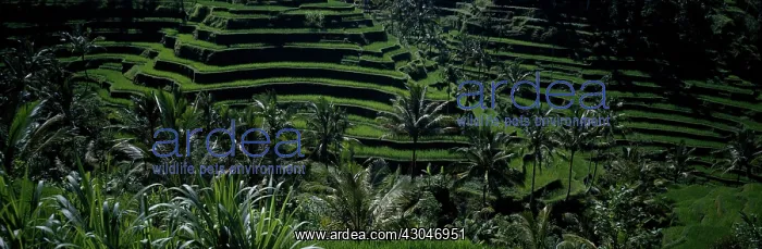 : Rice, Oryza sativa : Rice, Oryza sativa