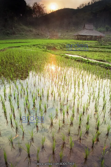 : Rice, Oryza sativa : Rice, Oryza sativa