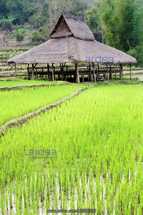 : Rice, Oryza sativa : Rice, Oryza sativa