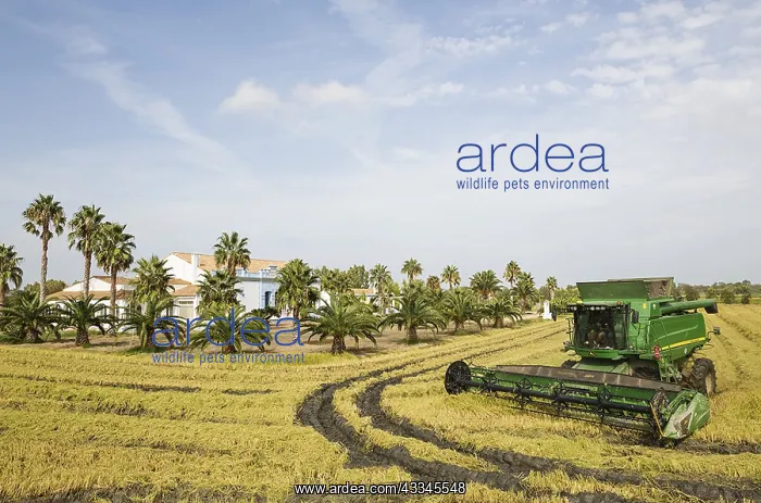 : Rice (Oryza sativa) harvest at the Tramontano farm : Rice (Oryza sativa) harvest at the Tramontano farm