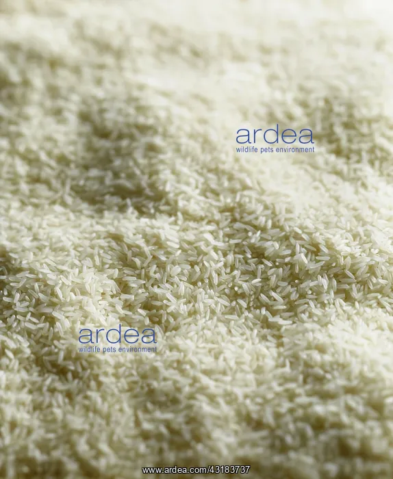 : Rice, Oryza sativa, A mass of dry uncooked jasmine : Rice, Oryza sativa, A mass of dry uncooked jasmine