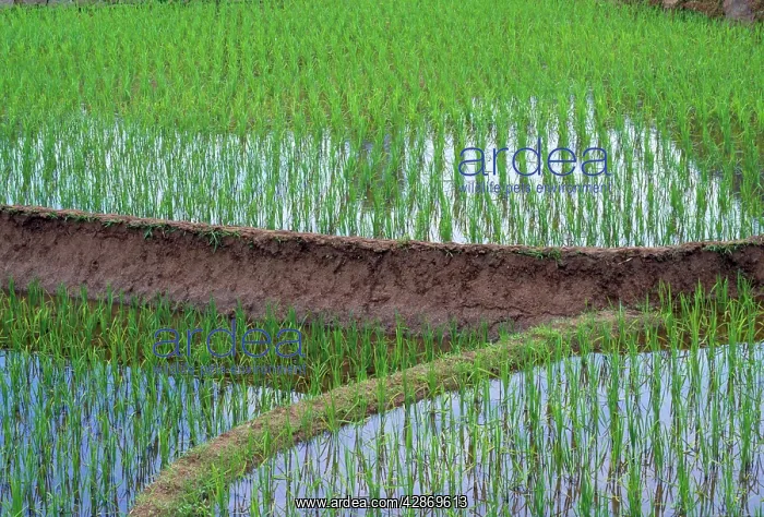 : Rice - Oryza sativa rice field : Rice - Oryza sativa rice field