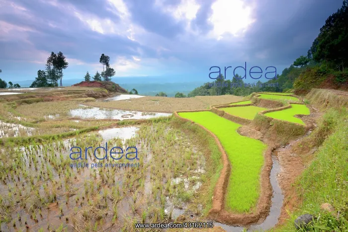 : Rice paddies in highland of Tana Toradja in evening light : Rice paddies in highland of Tana Toradja in evening light