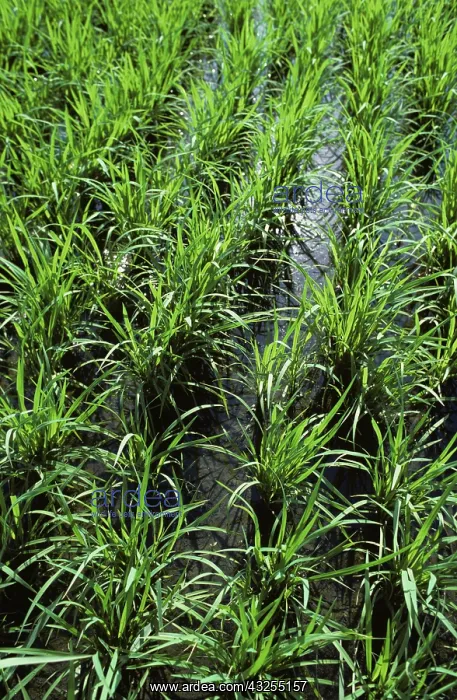 : Rice paddy : Rice paddy