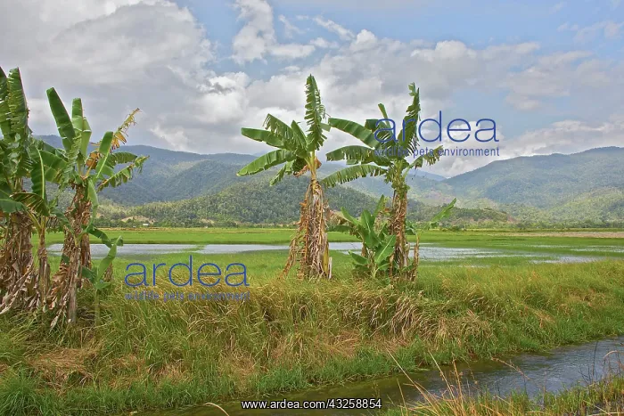 : Rice paddy, Morowali Nature Reserve, Soyojaya : Rice paddy, Morowali Nature Reserve, Soyojaya