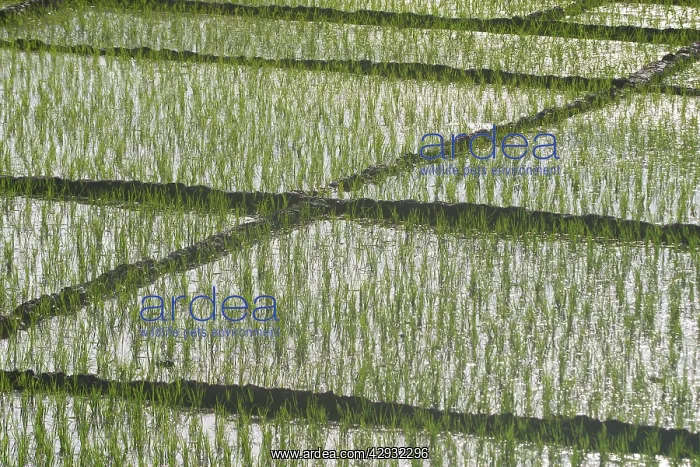 : Rice Paddy - This is replanted rice : Rice Paddy - This is replanted rice