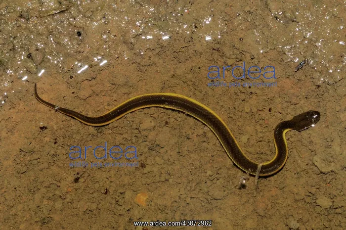 : Rice Paddy Snake : Rice Paddy Snake