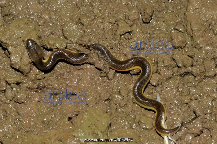 : Rice Paddy Snake : Rice Paddy Snake
