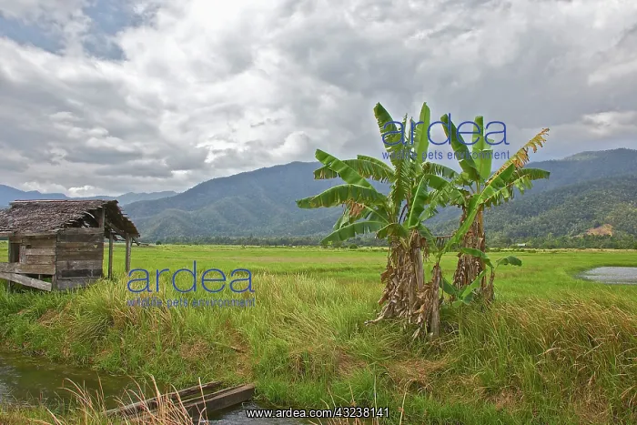: Rice paddy and wood shed, Morowali Nature : Rice paddy and wood shed, Morowali Nature