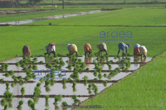 : RICE Paddy - Workers in rice paddy : RICE Paddy - Workers in rice paddy