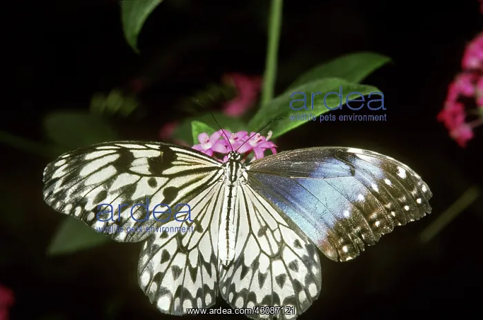 : Rice Paper Butterfly with New Wing : Rice Paper Butterfly with New Wing
