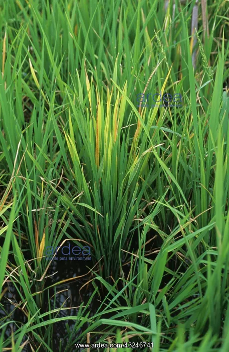  : Rice plant infected by tungro virus