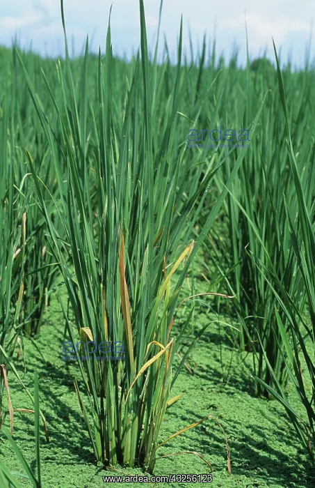 : Rice plant infected by tungro virus : Rice plant infected by tungro virus