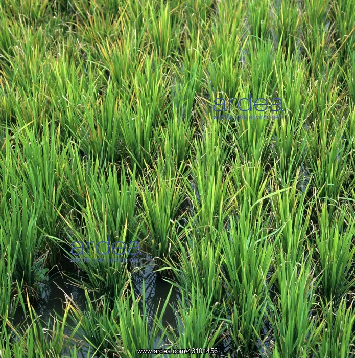 : Rice plants infected by tungro virus : Rice plants infected by tungro virus