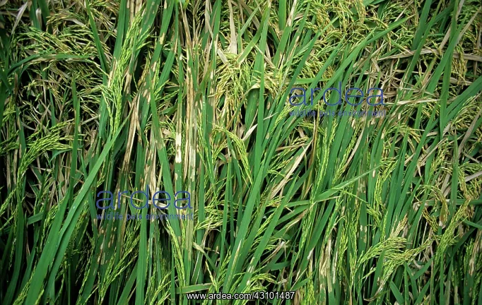 : Rice sheath blight : Rice sheath blight