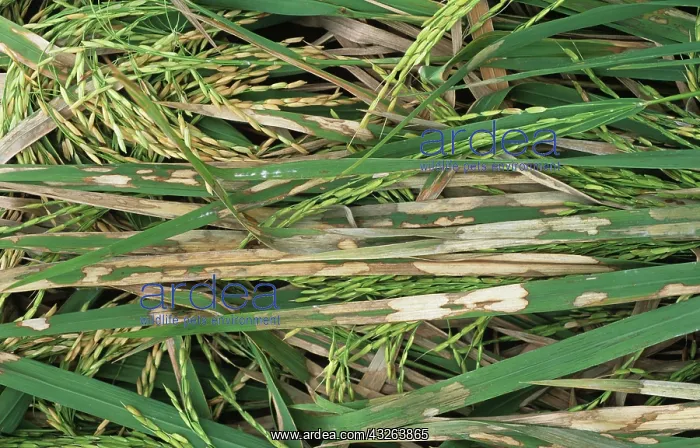 : Rice sheath blight (Thanatephorus cucumeris) : Rice sheath blight (Thanatephorus cucumeris)