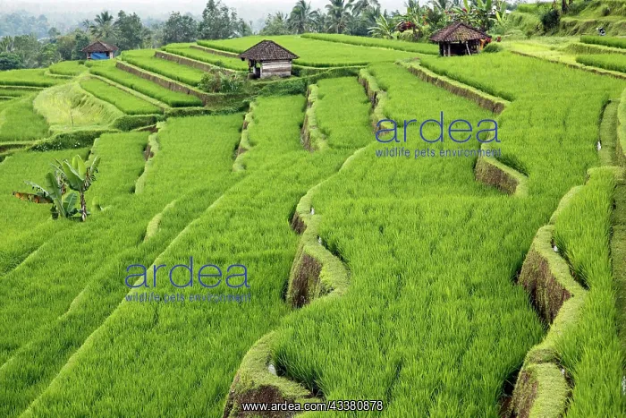 : Rice Terraces, Bali, Indonesia, Southeast Asia, Asia : Rice Terraces, Bali, Indonesia, Southeast Asia, Asia