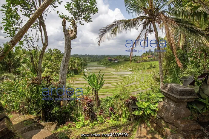 : Rice terraces in the evening light. Beautiful green : Rice terraces in the evening light. Beautiful green