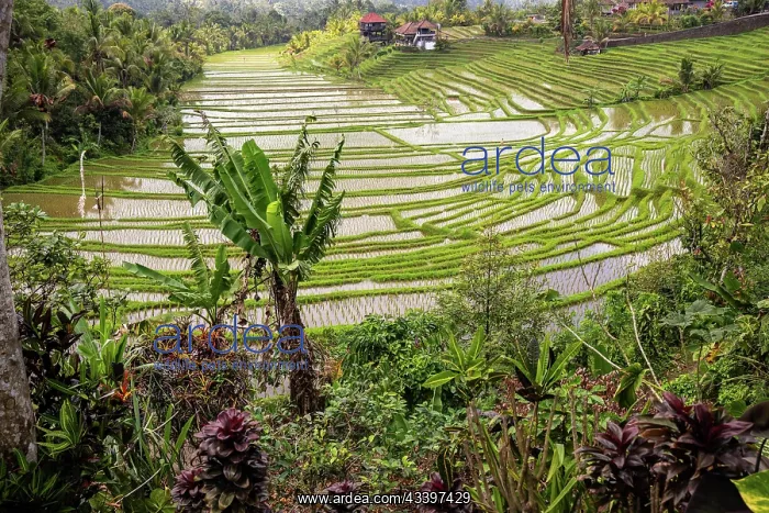 : Rice terraces in the evening light. Beautiful green : Rice terraces in the evening light. Beautiful green