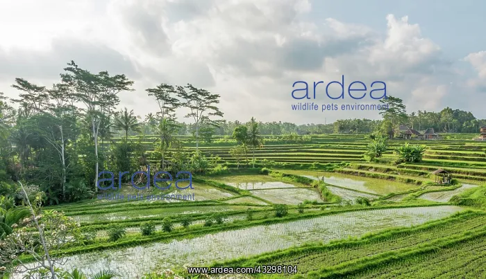 : Rice terraces of Jatiluwih, Bali, Indonesia, Asia : Rice terraces of Jatiluwih, Bali, Indonesia, Asia