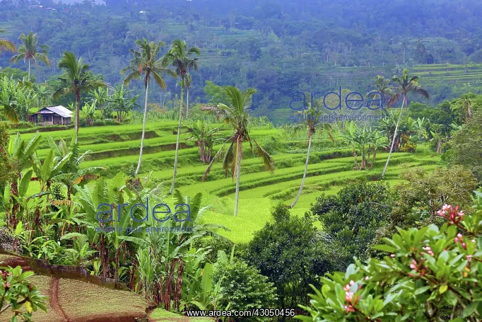 : Rice terraces in Mekarsari, Bali, Indonesia Paul Brown : Rice terraces in Mekarsari, Bali, Indonesia Paul Brown