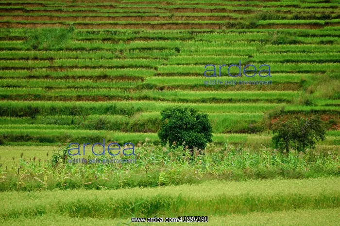 : Rice terraces, Talata-Ampano, Madagascar, Africa : Rice terraces, Talata-Ampano, Madagascar, Africa