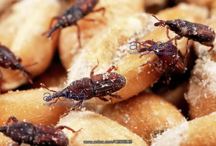 : RICE WEEVIL - Infestation in wheat grains : RICE WEEVIL - Infestation in wheat grains