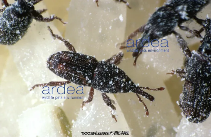 : Rice Weevil (Sitophilus oryzae) on rice : Rice Weevil (Sitophilus oryzae) on rice