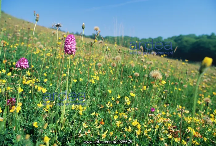 : Rich Chalk Grassland - with flowers including : Rich Chalk Grassland - with flowers including