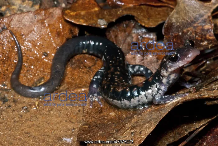 : Rich Mountain Salamander : Rich Mountain Salamander