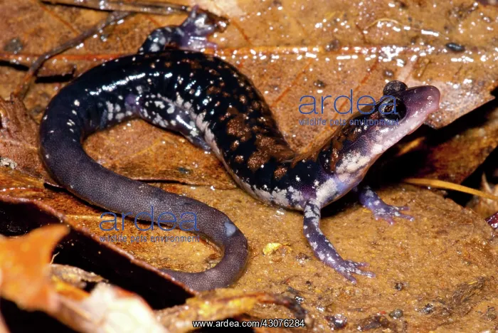 : Rich Mountain Salamander : Rich Mountain Salamander