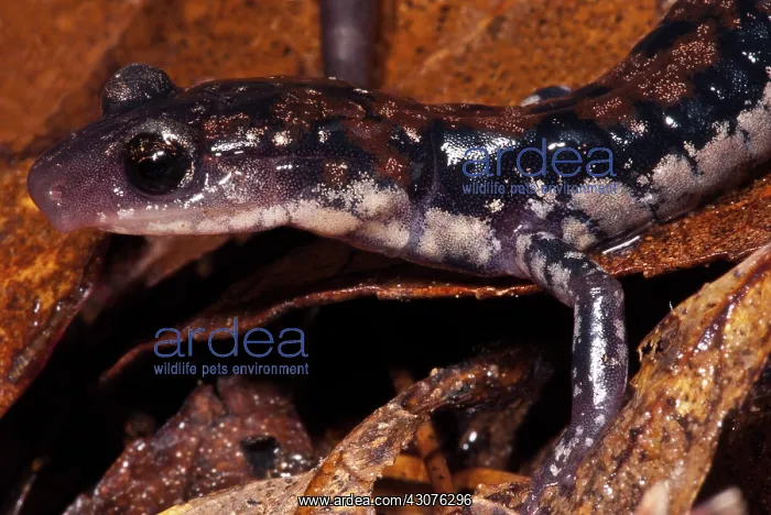 : Rich Mountain Salamander : Rich Mountain Salamander