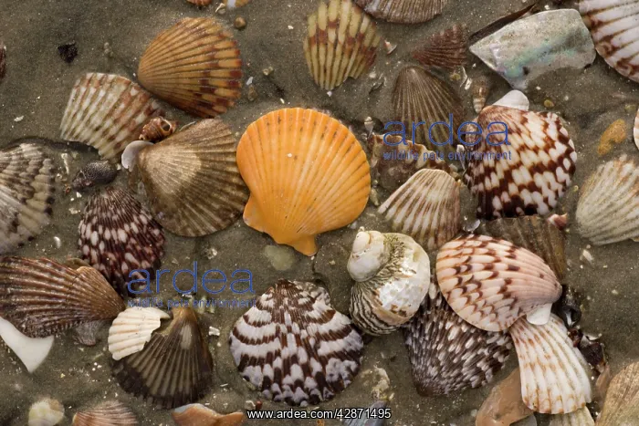 : Rich and varied shell fauna on the beaches of San : Rich and varied shell fauna on the beaches of San