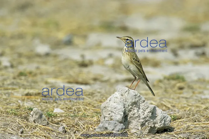 : RichardIs / Australian Pipit : RichardIs / Australian Pipit