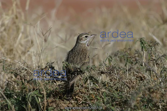  : RichardIs  /  Australian Pipit
