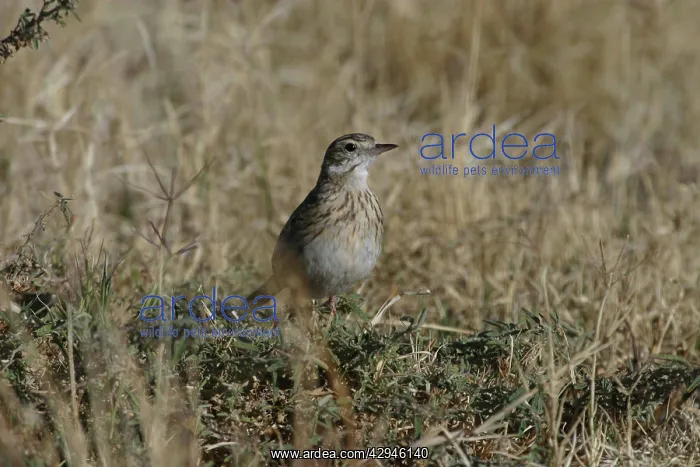 : RichardIs / Australian Pipit : RichardIs / Australian Pipit