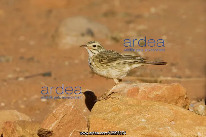 : RichardIs / Australian Pipit : RichardIs / Australian Pipit