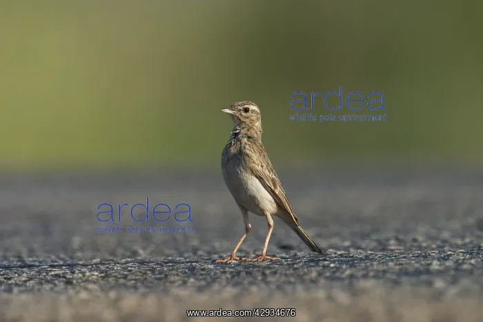  : RichardIs  /  Australian Pipit - standing on the road
