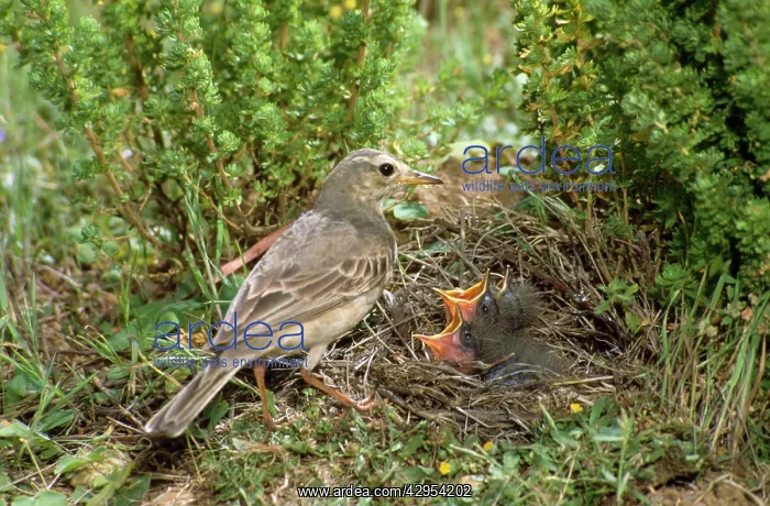 : RichardIs Pipit : RichardIs Pipit