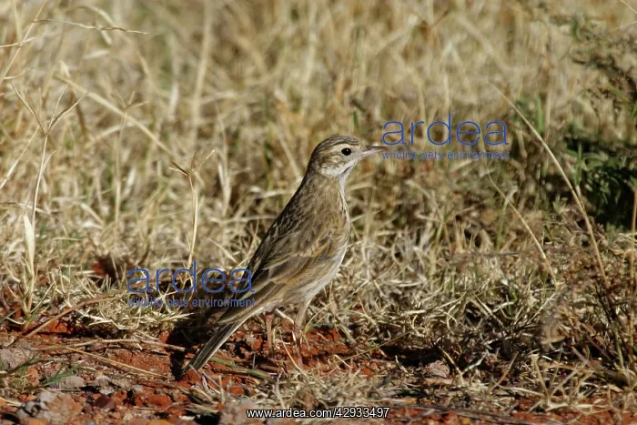: Richard's / Australian Pipit : Richard's / Australian Pipit
