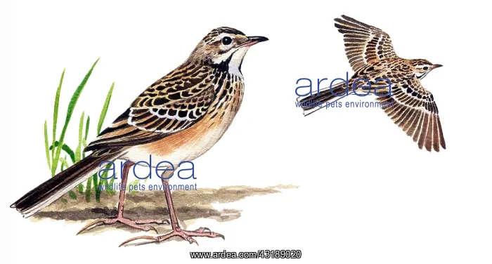 : Richard's Pipit : Richard's Pipit