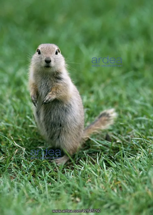 : Richardson's Ground Squirrel : Richardson's Ground Squirrel