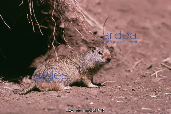 : Richardson's Ground Squirrel : Richardson's Ground Squirrel