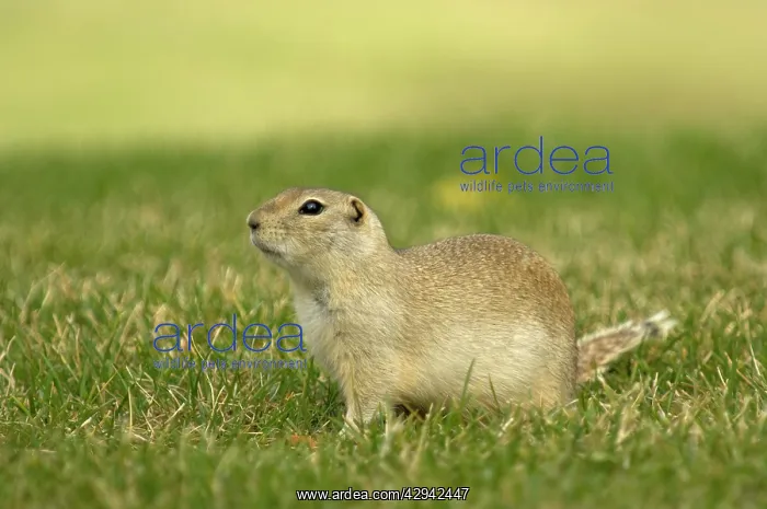 : Richardson's Ground Squirrel - Side view with head : Richardson's Ground Squirrel - Side view with head