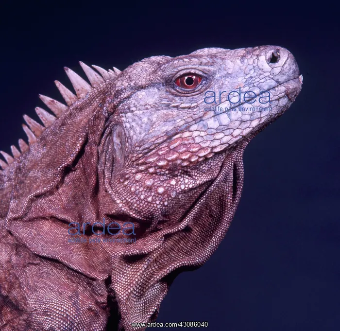 : Ricord's Iguana : Ricord's Iguana