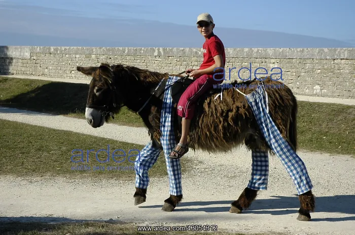  : Ride on a Poitou donkey in breeches Ile de Re France