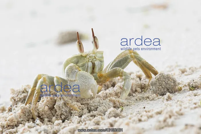  : Rider crab (Ocypode ceratophthalmus), Mahe, Seychelles